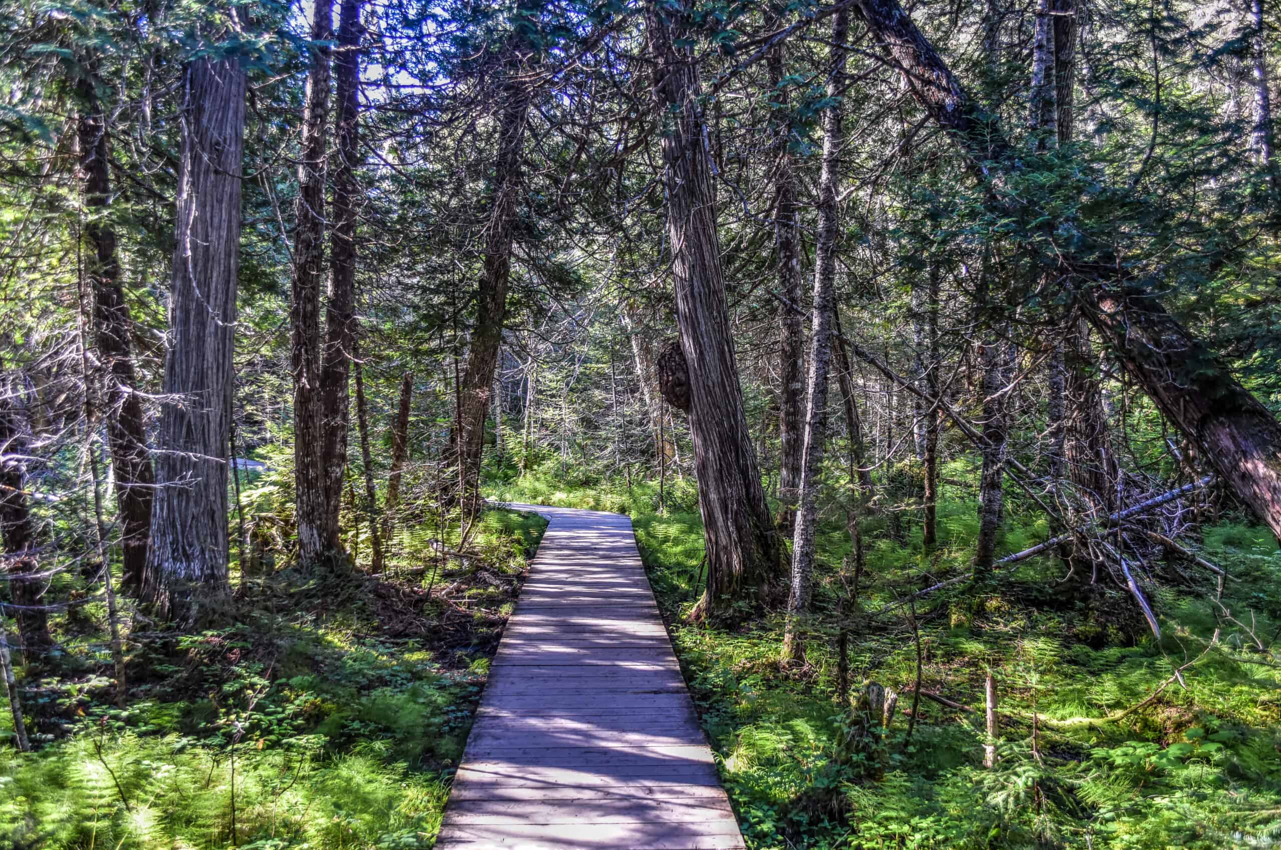 forest boardwalk gaspésie national park