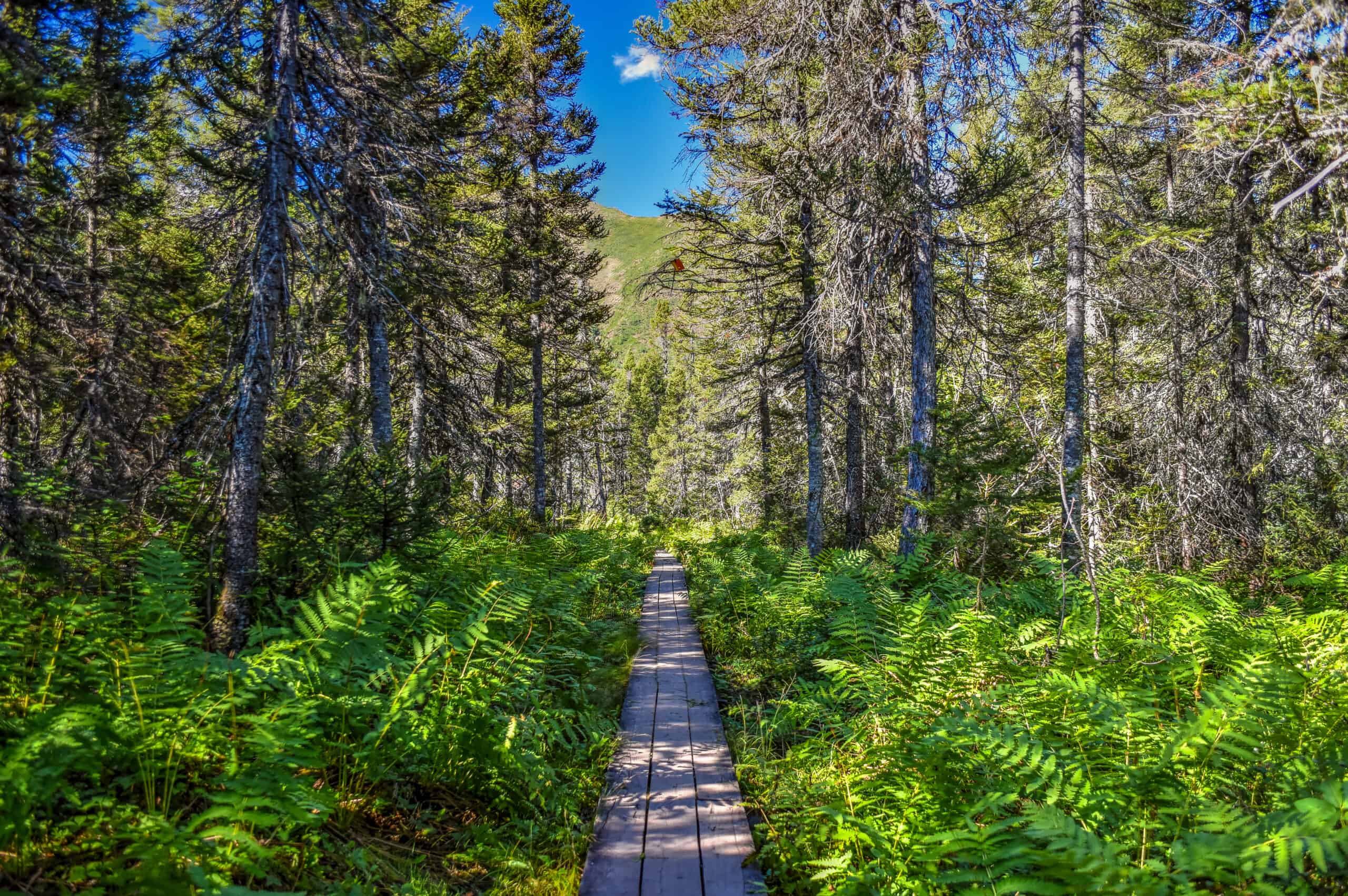 hiking trail gaspésie national park