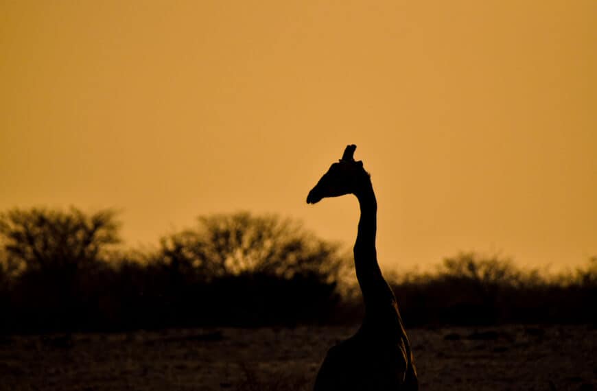sunset africa namibia savanna giraffe etosha