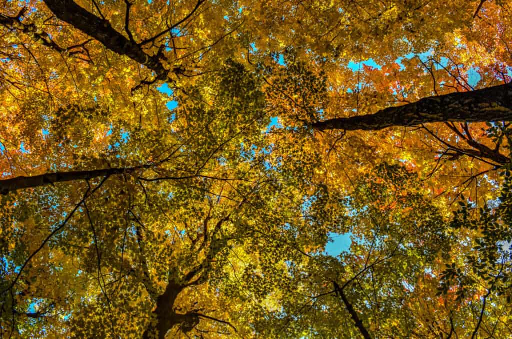 st-bruno parc autumn colors trees