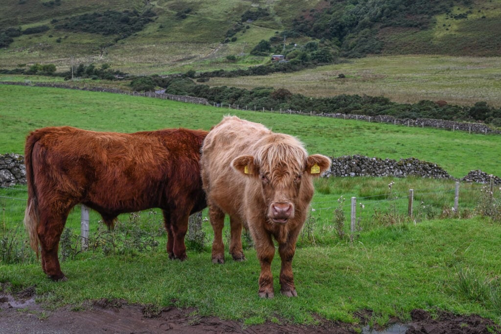 Talisker Bay trail cows in Scotland's Isle of Skye