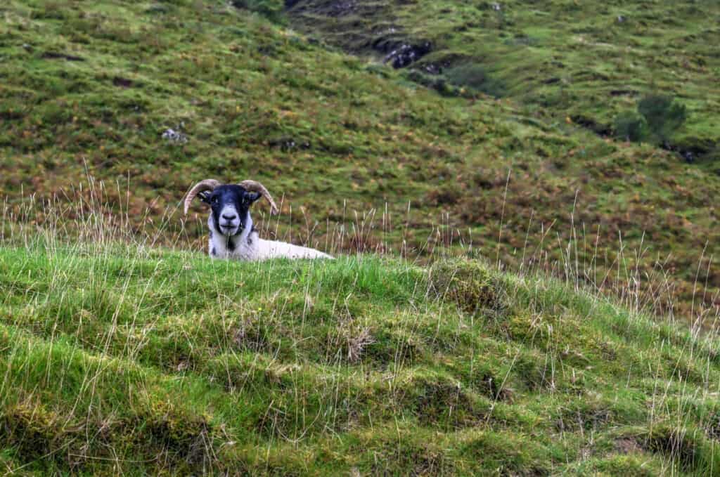 Talisker Bay trail sheep in Scotland's Isle of Skye