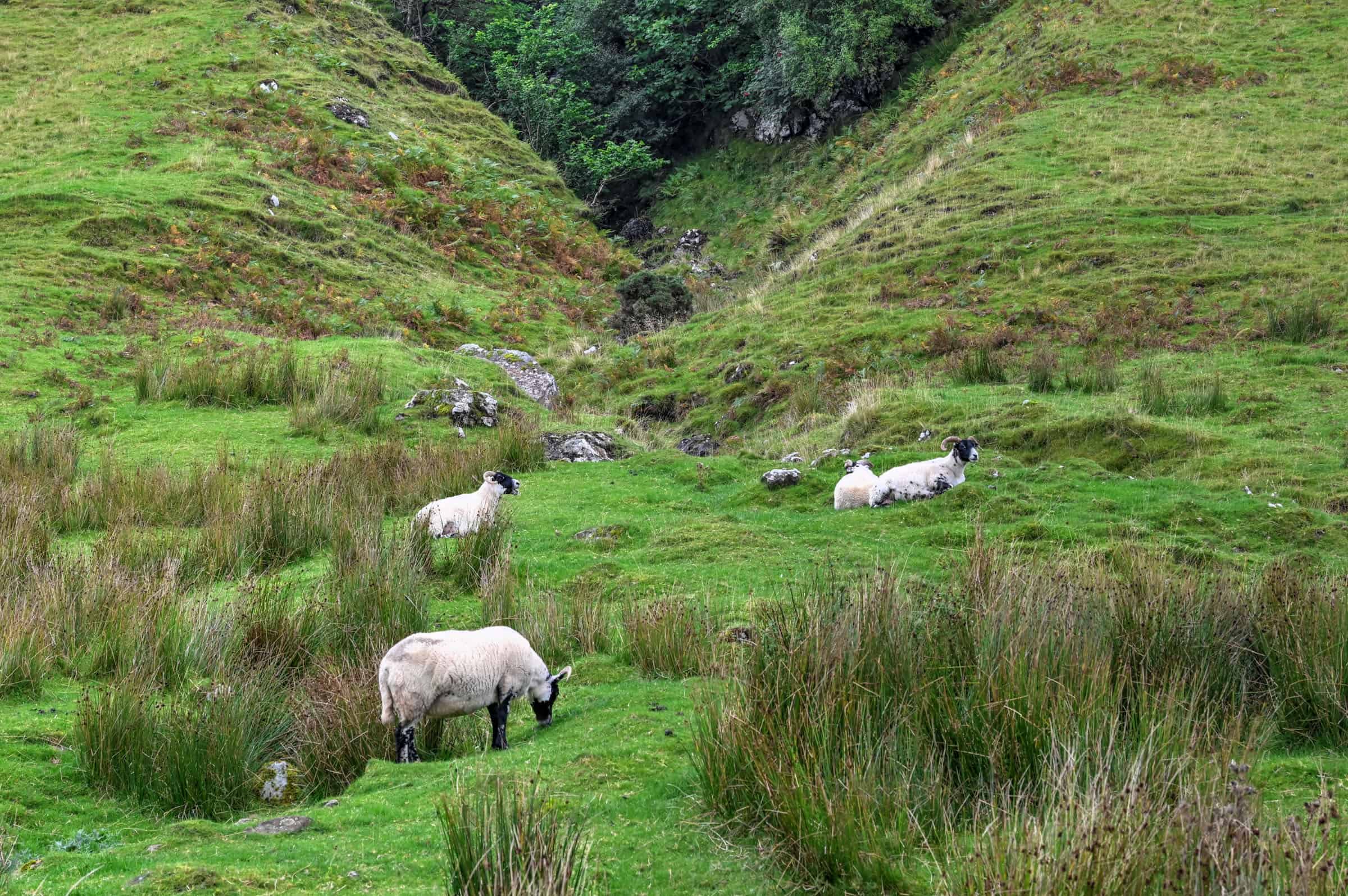 Talisker Bay trail sheep in Scotland's Isle of Skye