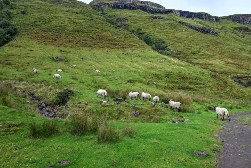 Talisker Bay trail sheep in Scotland's Isle of Skye