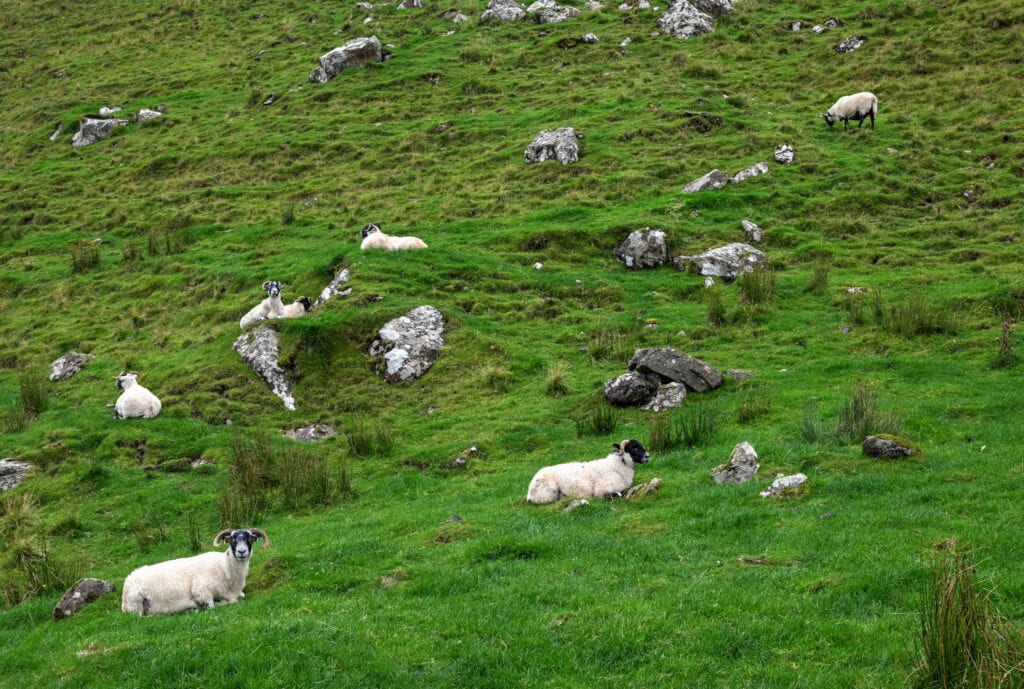 Talisker Bay trail sheep in Scotland's Isle of Skye