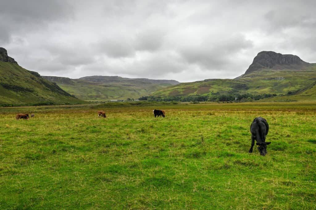 Talisker Bay trail cows  in Scotland's Isle of Skye