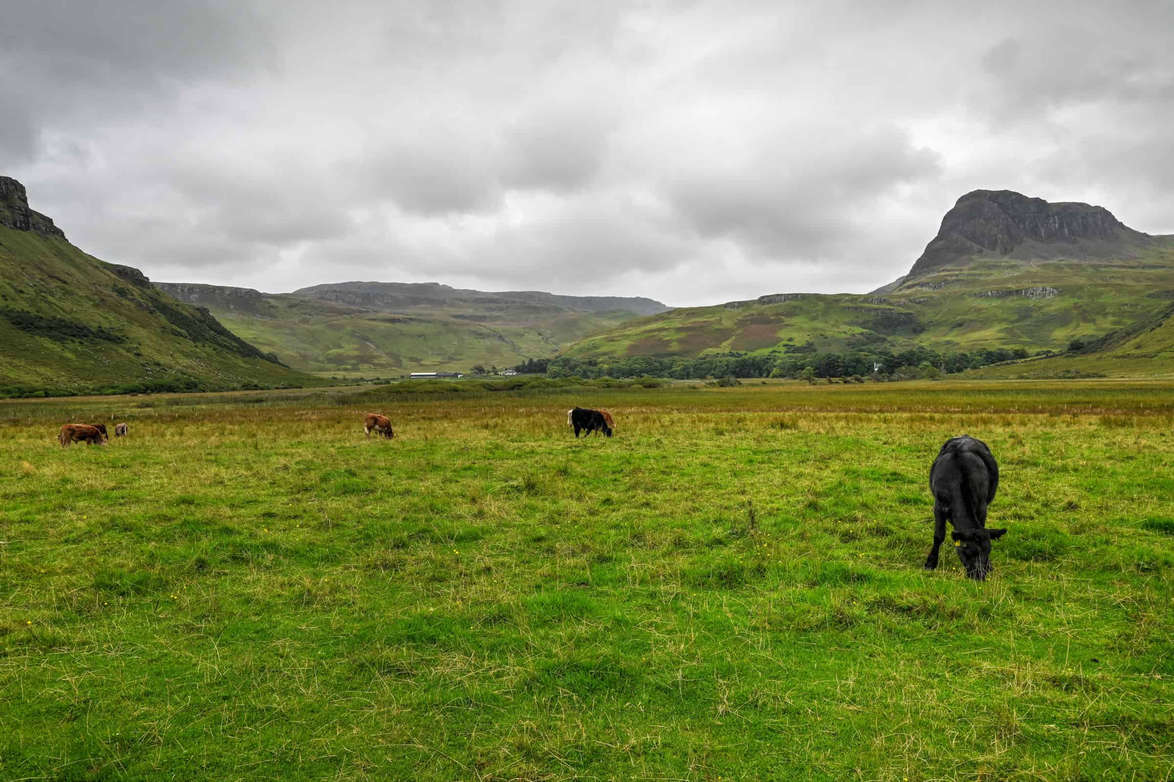 Talisker Bay trail cows in Scotland's Isle of Skye