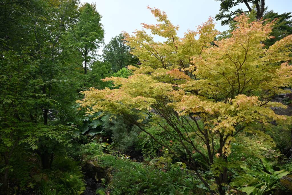 Dunvegan Castle gardens