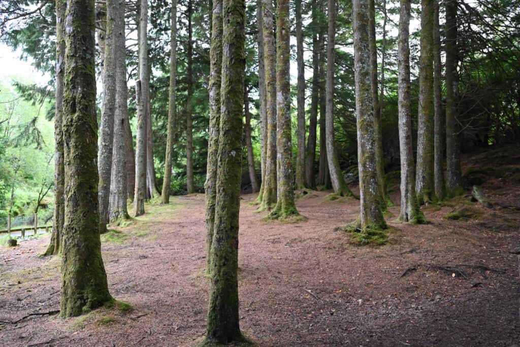 Dunvegan Castle garden forest