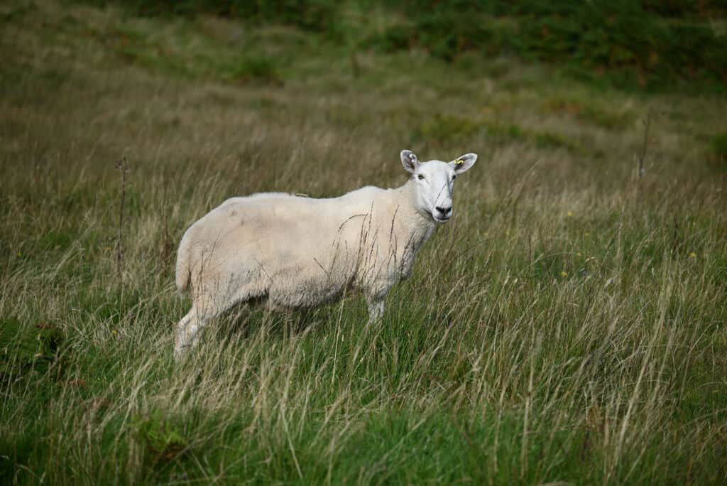 sheep near the camasunary bay hiking trail on the isle of skye 