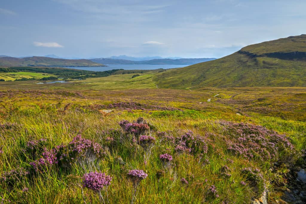 sheep near the camasunary bay hiking trail on the isle of skye 