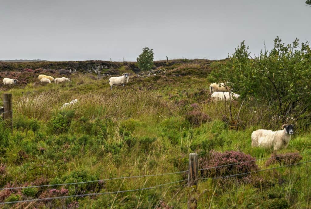 bernisdale skye sheep