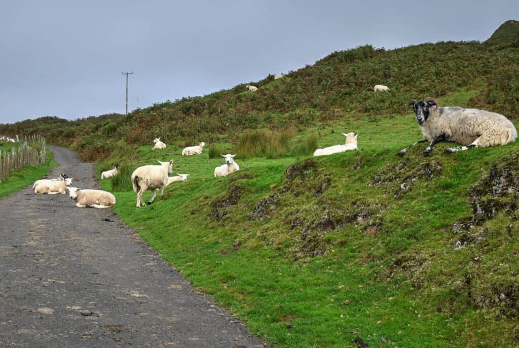 isle of kerrera sheep on walking trail