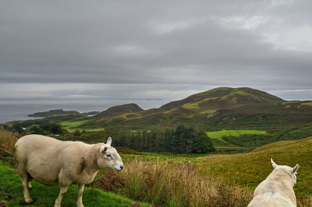 isle of kerrera sheep and rolling hills