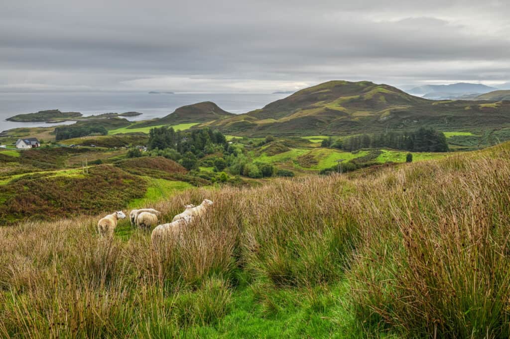 isle of kerrera sheep and rolling hills