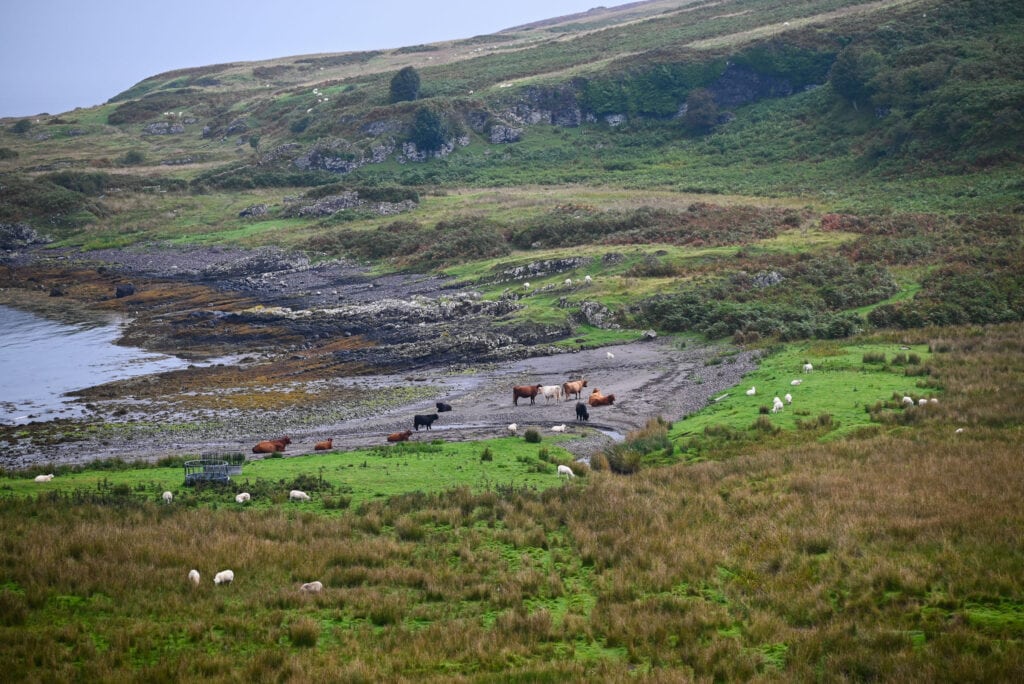 isle of kerrera bay with sheep