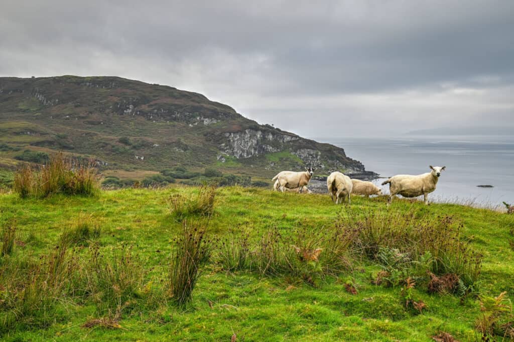 isle of kerrera sheep