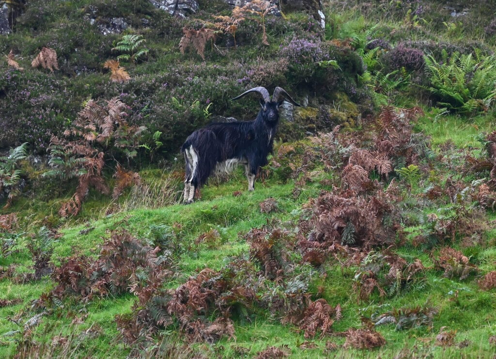 isle of kerrera goat