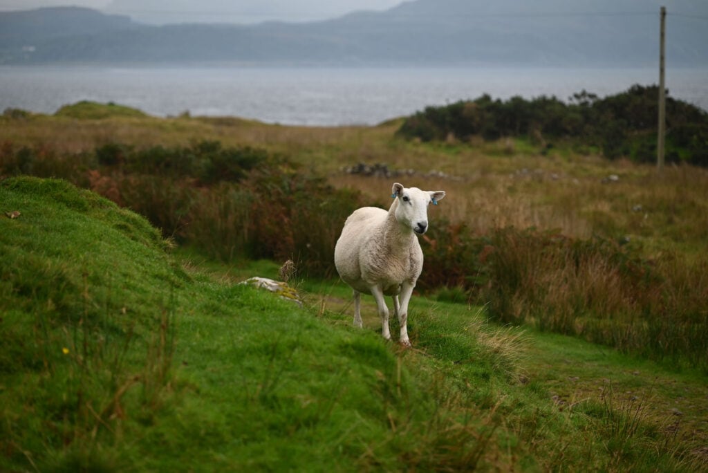 isle of kerrera sheep