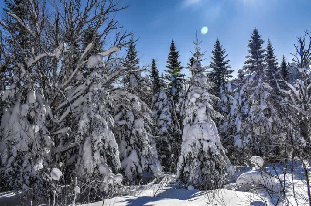 mont chocolat massif sud winter snowy trees