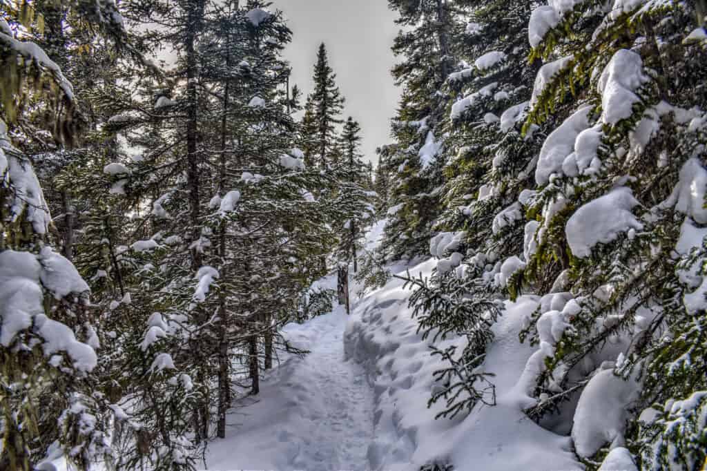 mont du dome trail charlevoix with snow-covered trees