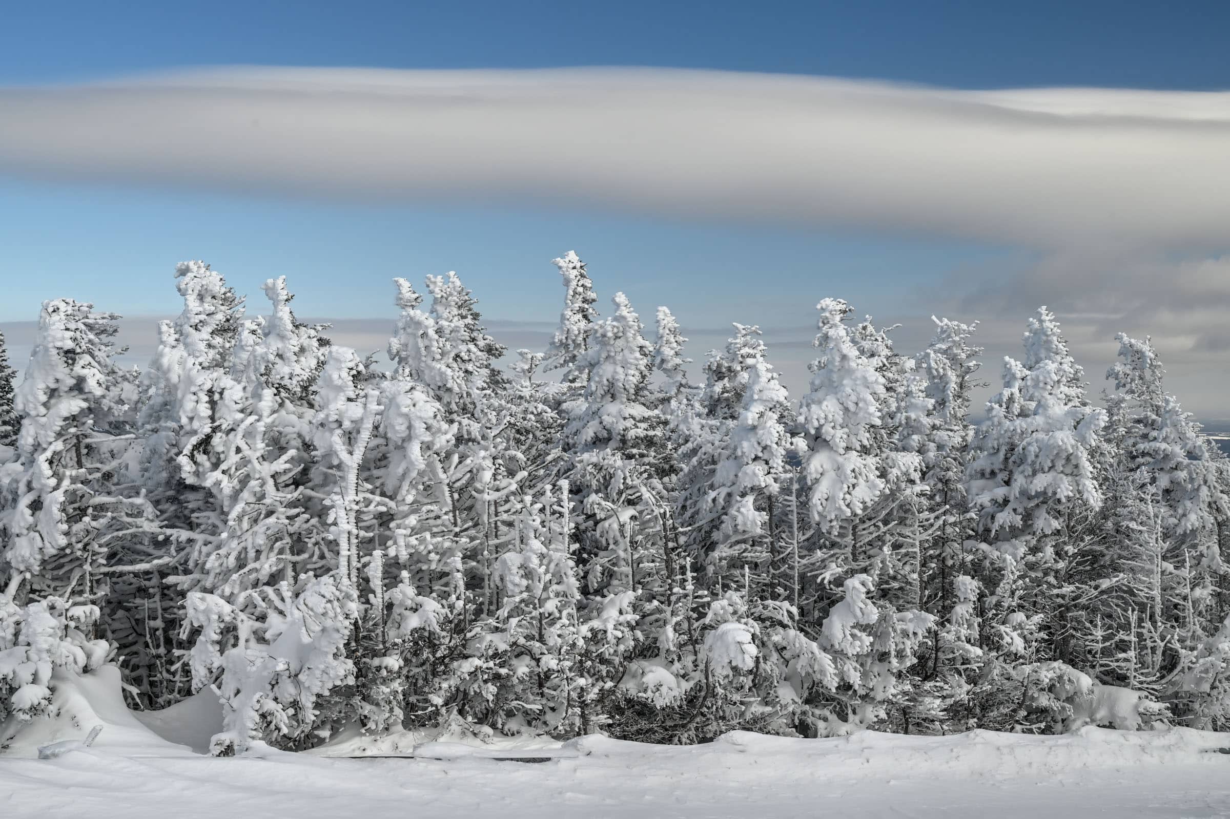 frozen trees mont mégantic