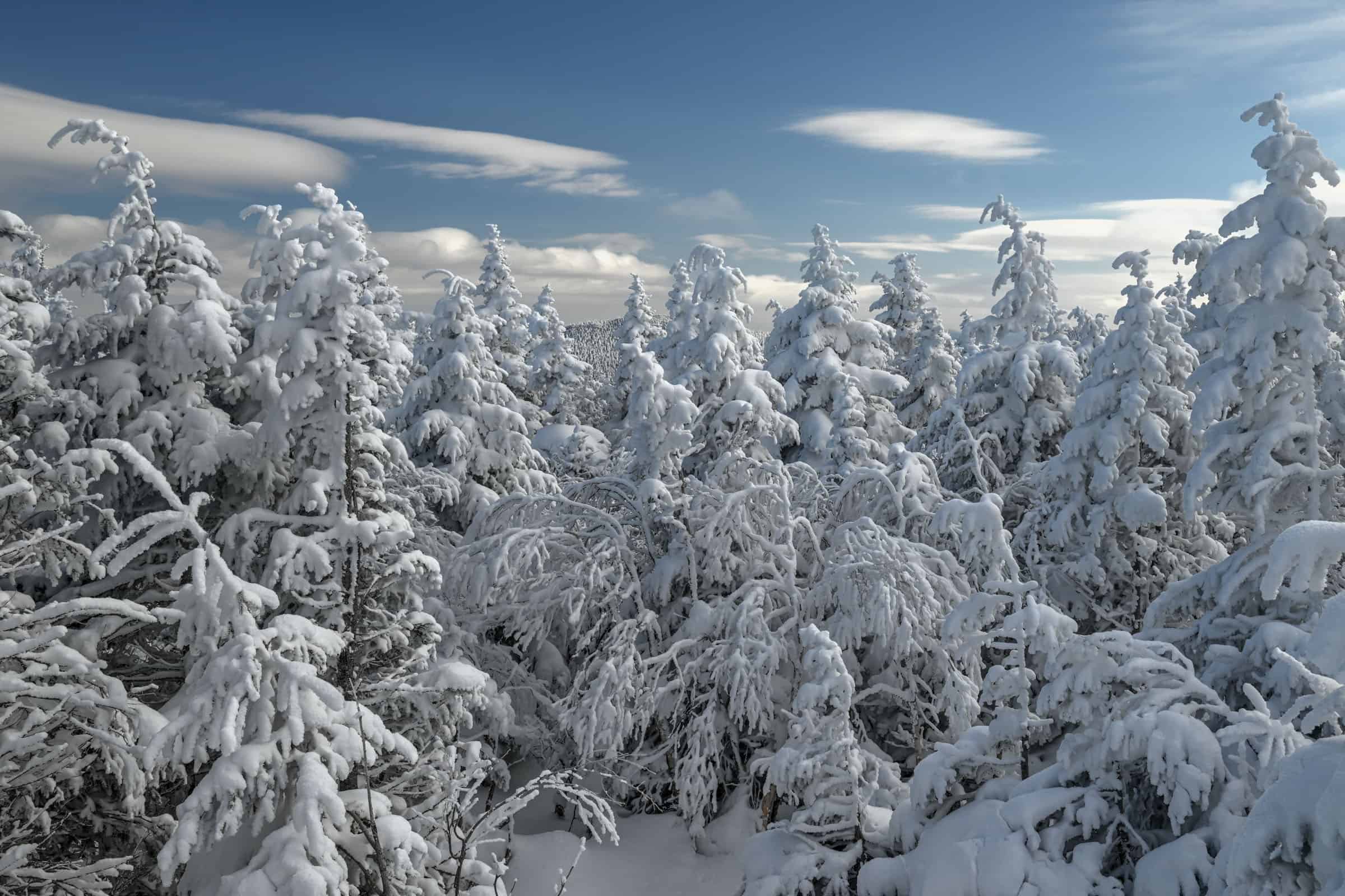 frozen trees mont mégantic