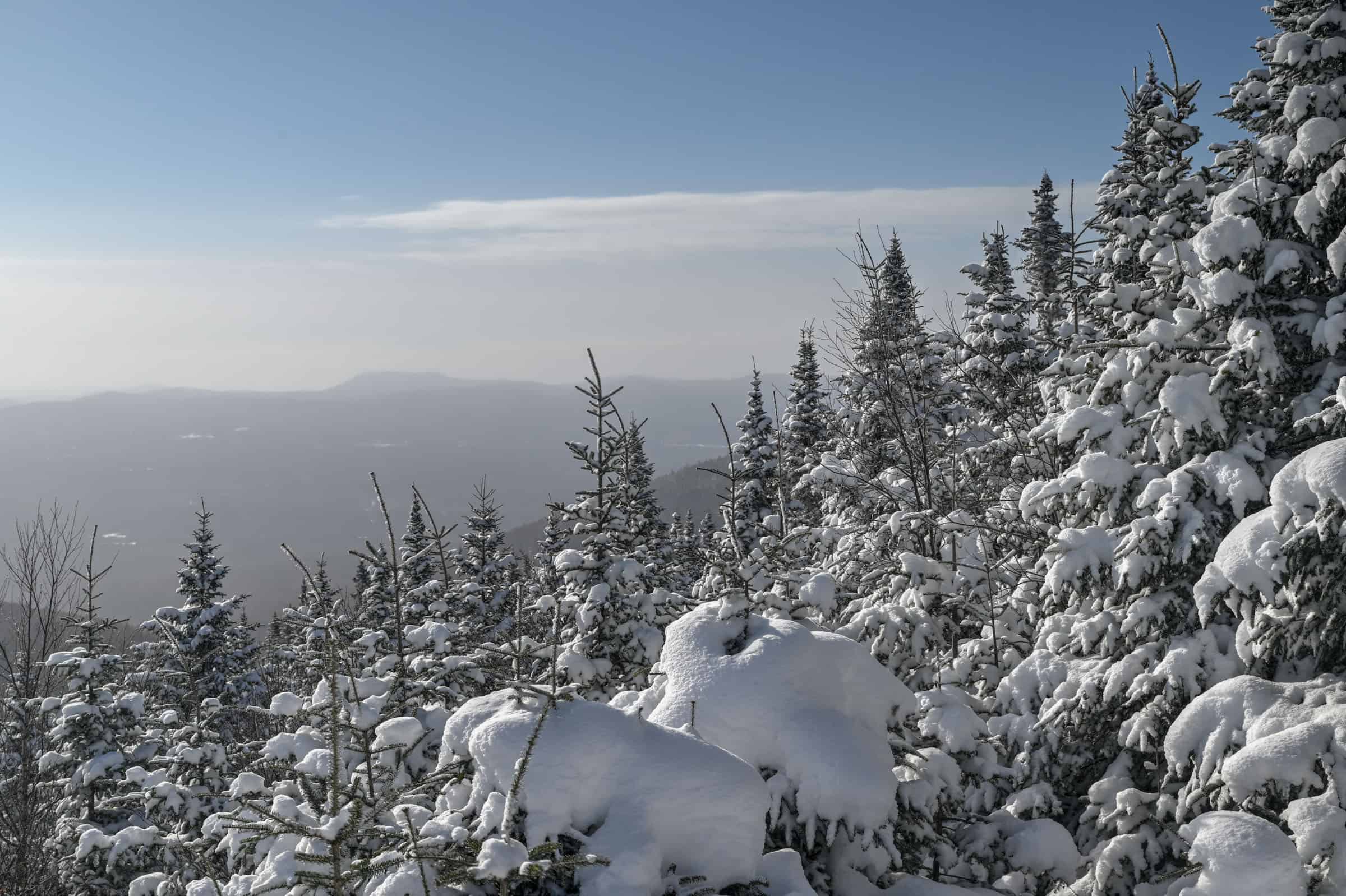 frozen winter trees on mont megantic