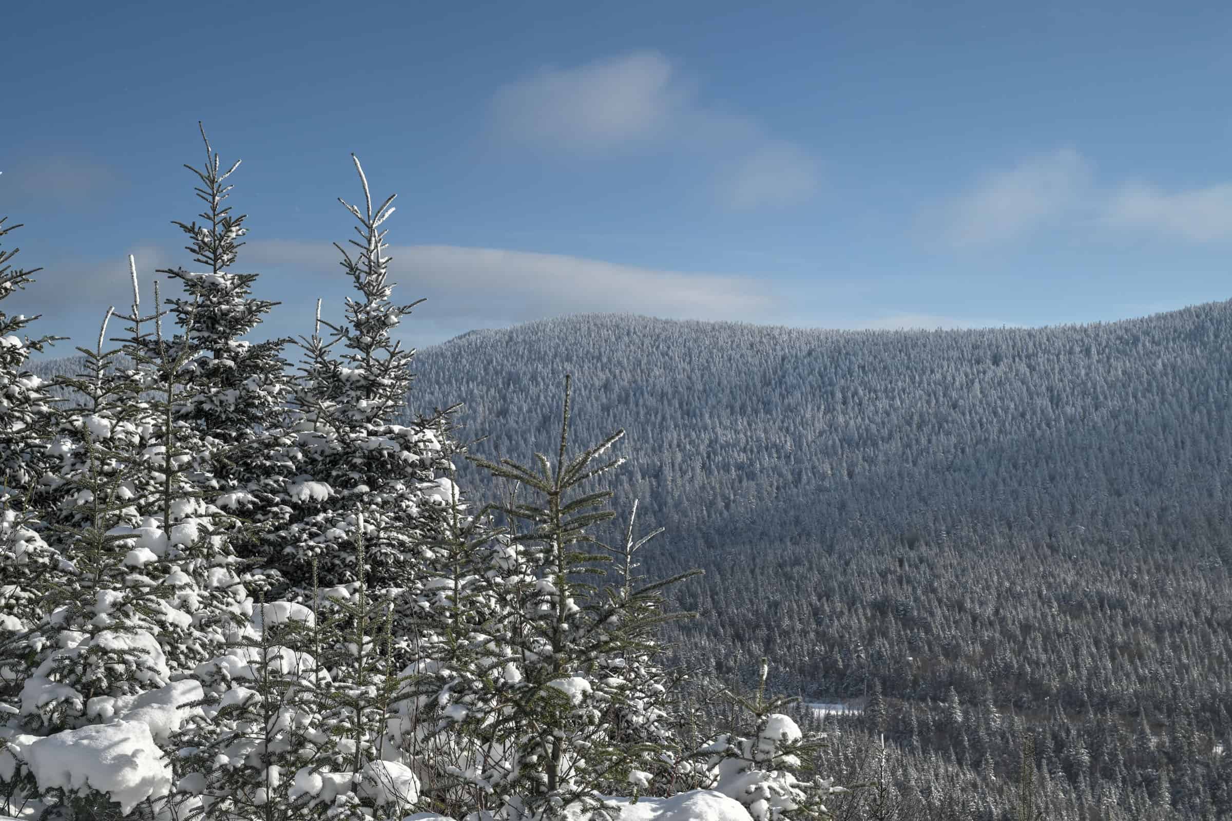 viewpoint from mont mégantic summit trail