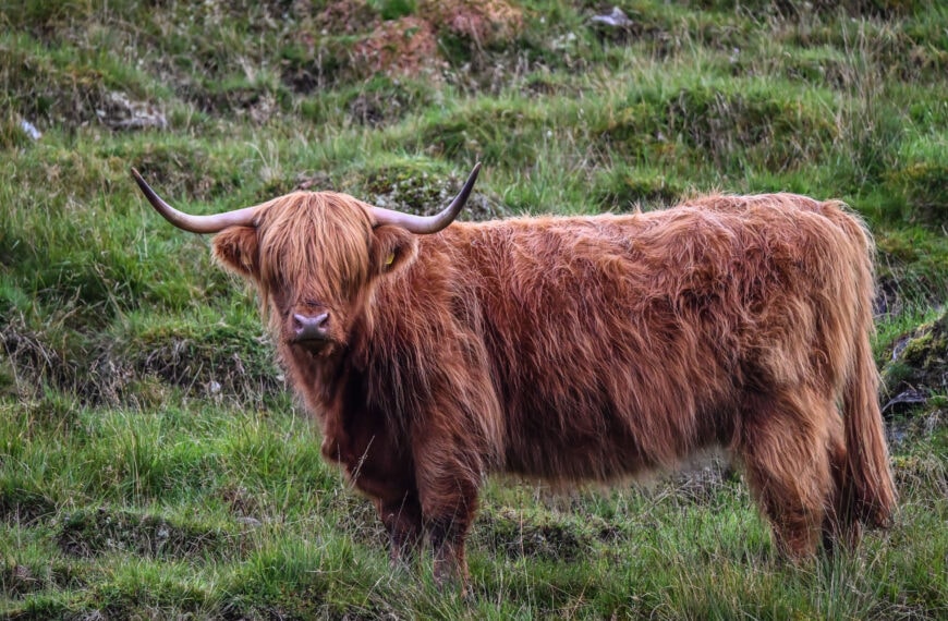 hairy coo callander scotland