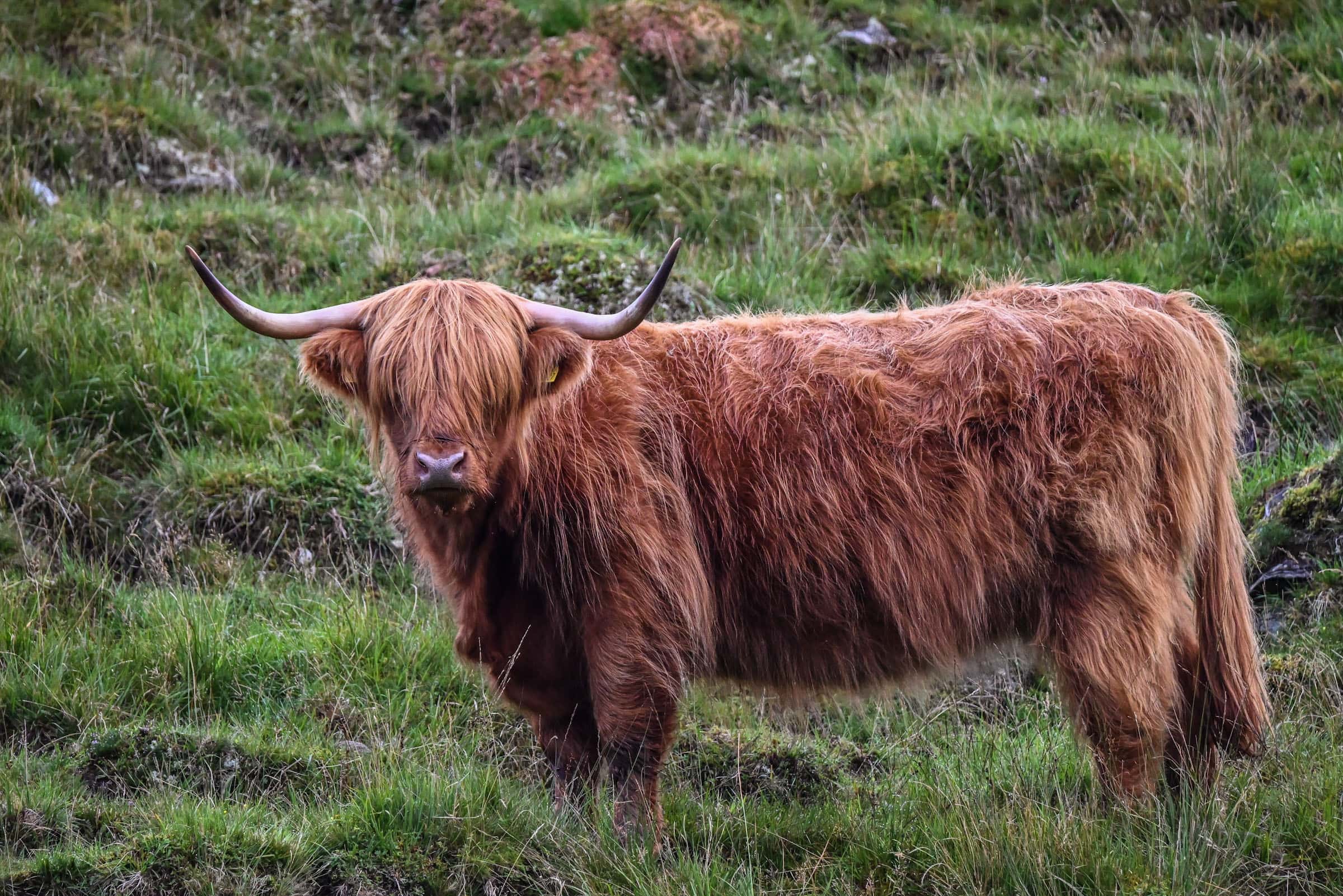 hairy coo callander scotland