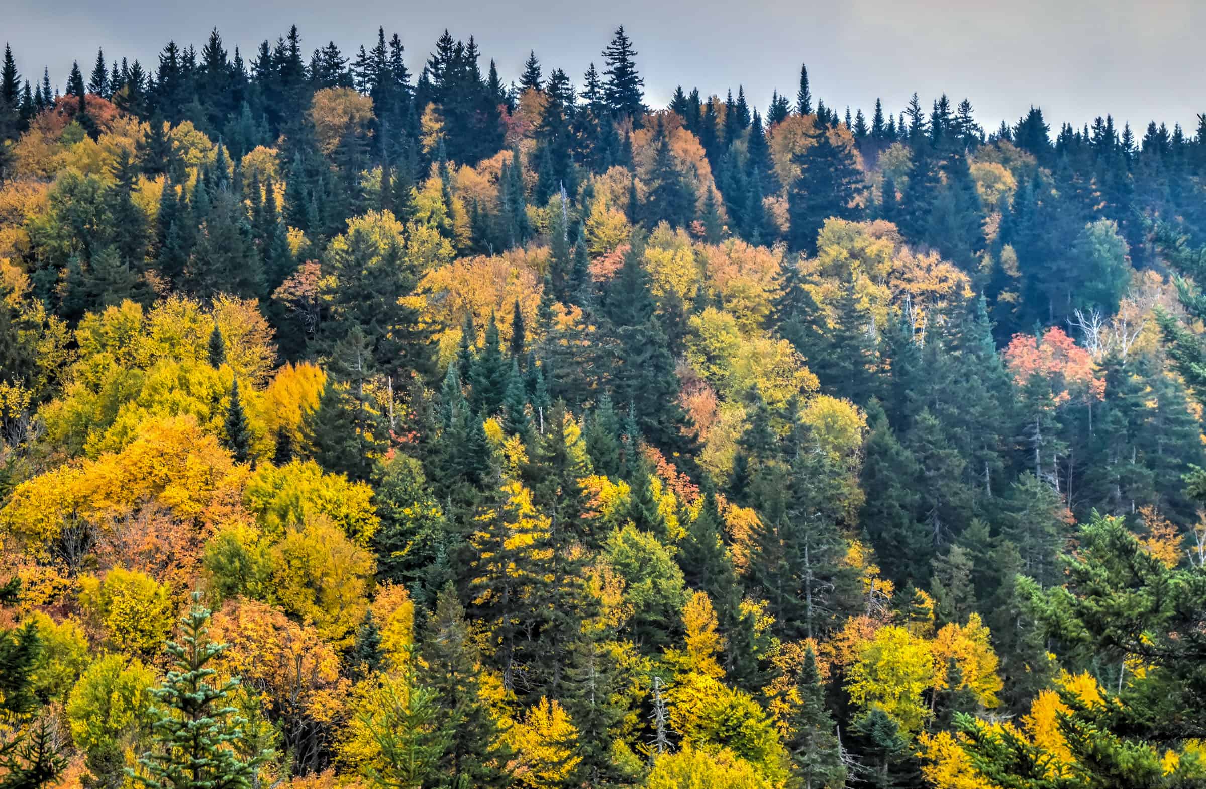 Le Centenaire trail Mont Tremblant National Park