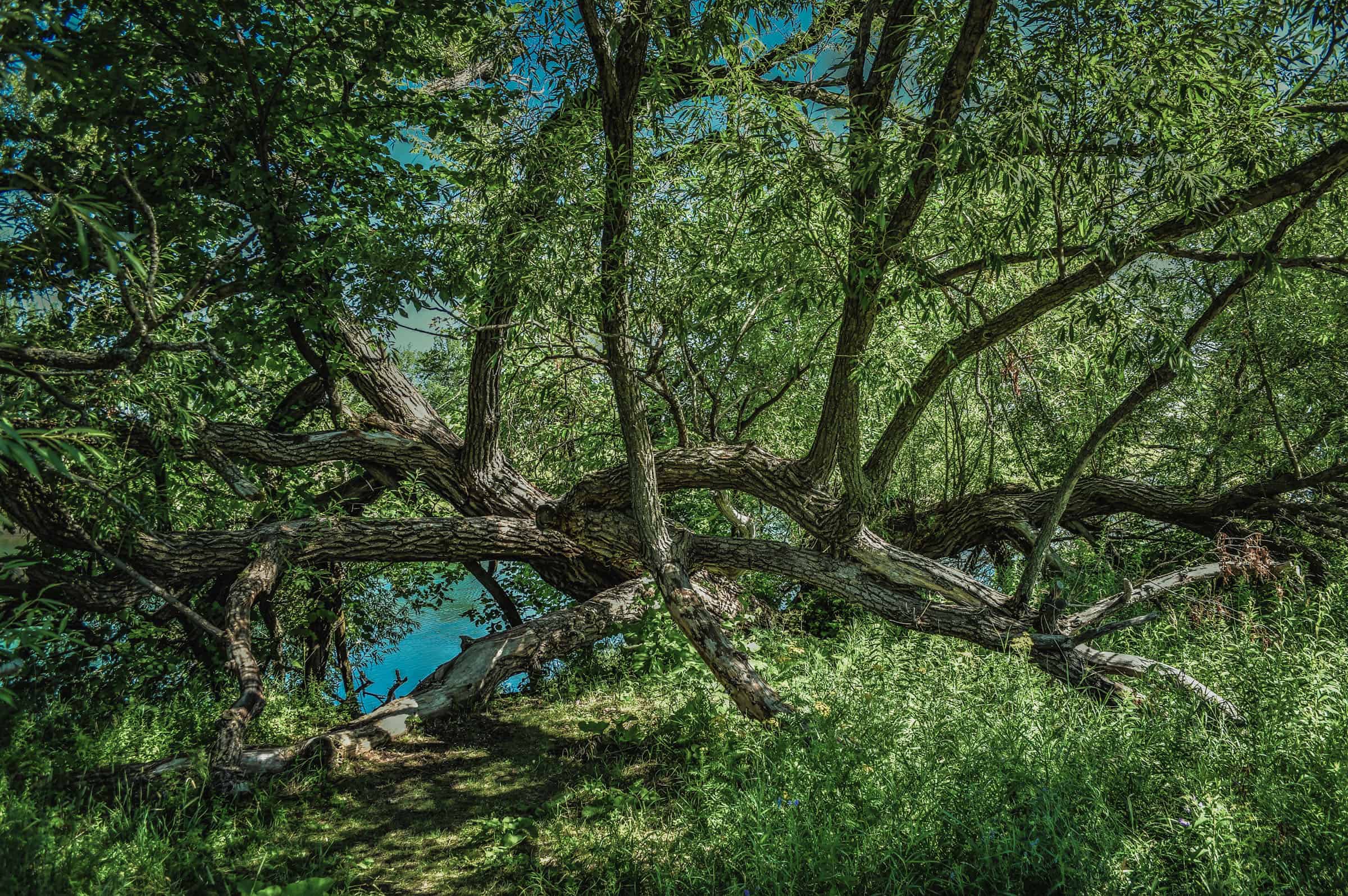 Grande-Rivière Trail Iles de Boucherville National Park