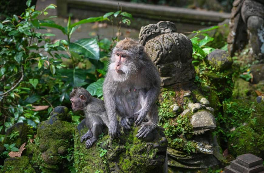 cute monkey in Bali's sangeh monkey forest