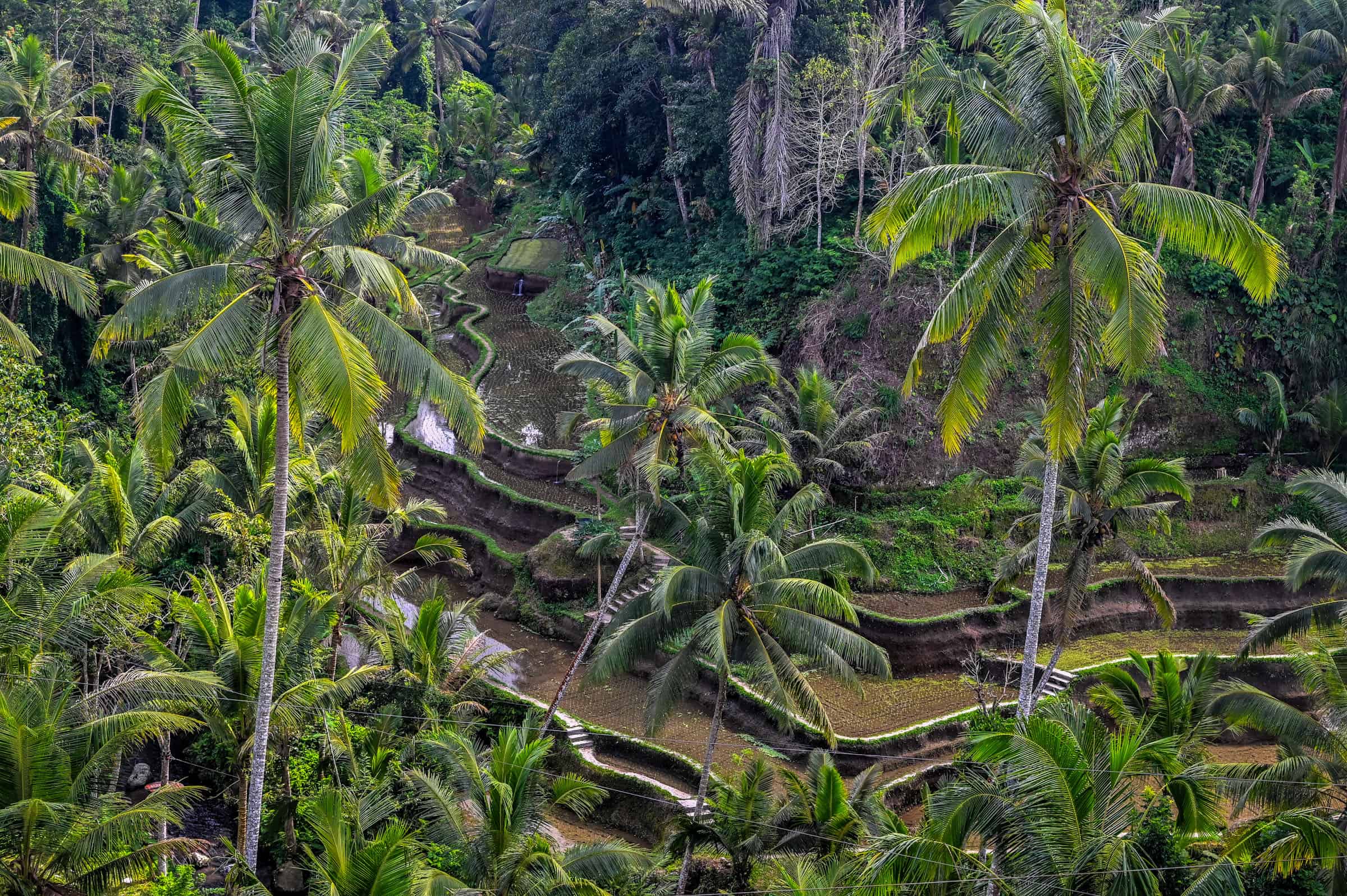 Gunung Kawi Temple in Tampaksiring and rice terraces