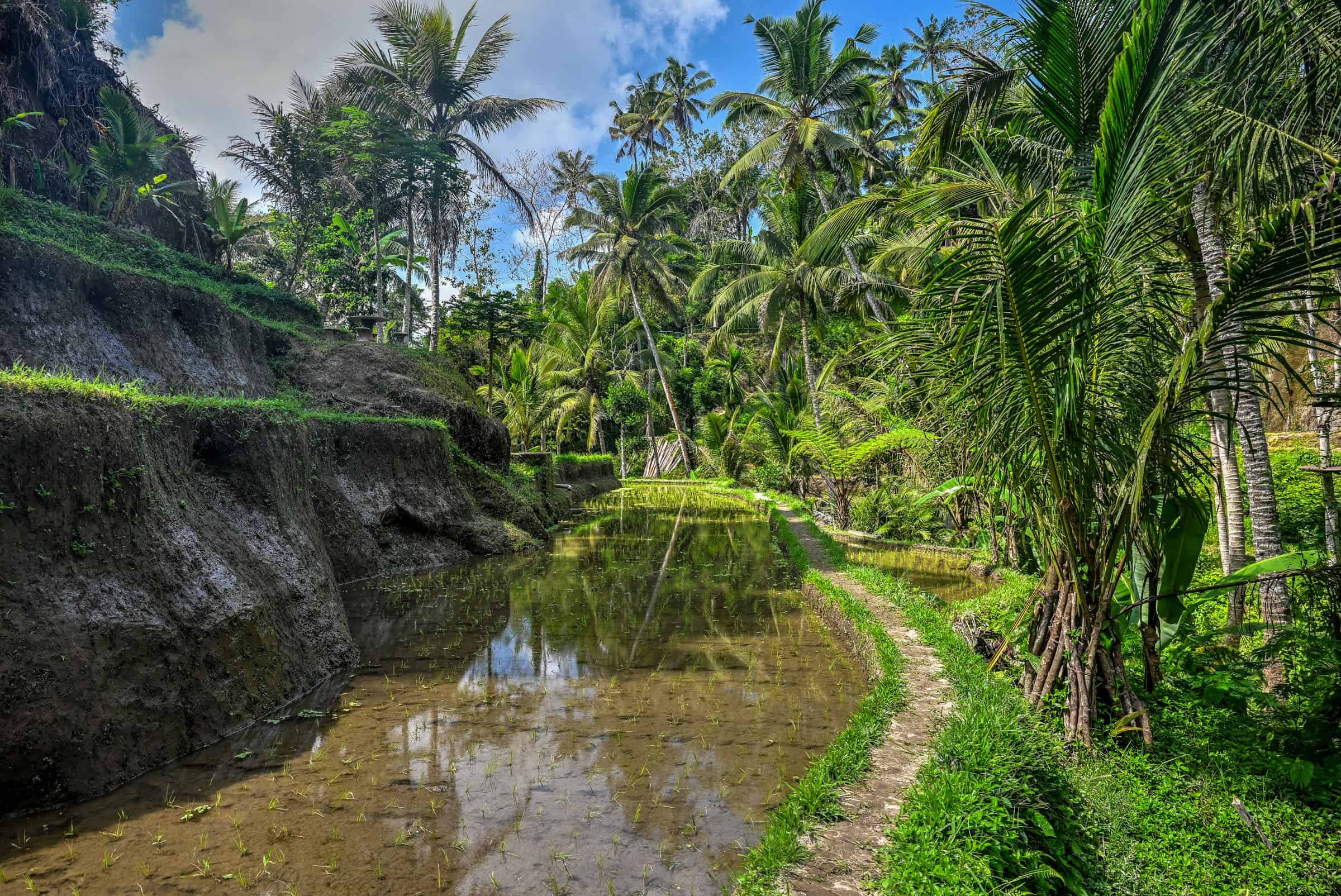 scenic rice terraces in Gunung Kawi Temple in Tampaksiring