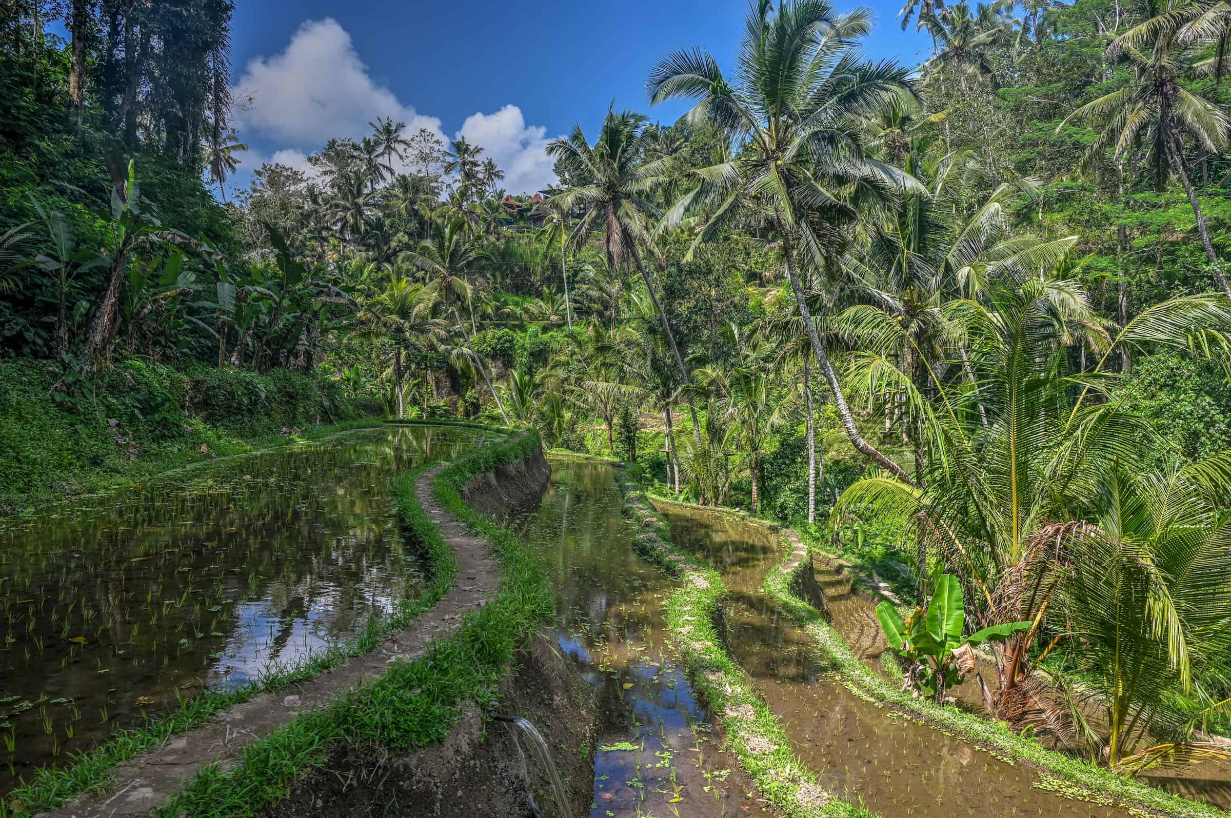 beautiful rice fields in Gunung Kawi Temple in Tampaksiring