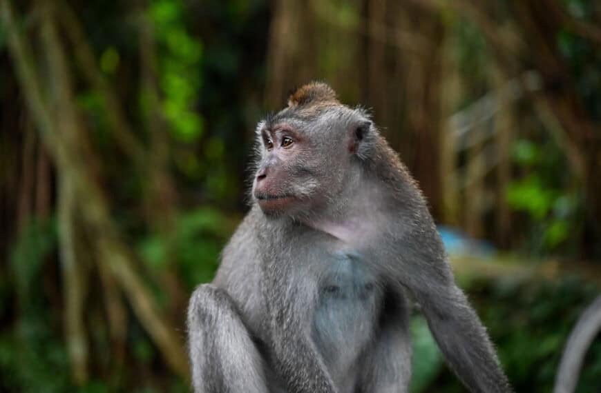 long-tail macaque ubud