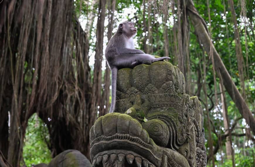 Bali’s Ubud Monkey Forest – A Visiting Guide