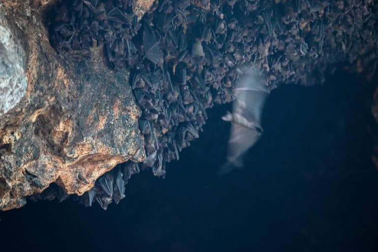 Bali’s Pura Goa Lawah (The Bat Cave) – A Temple Visiting Guide