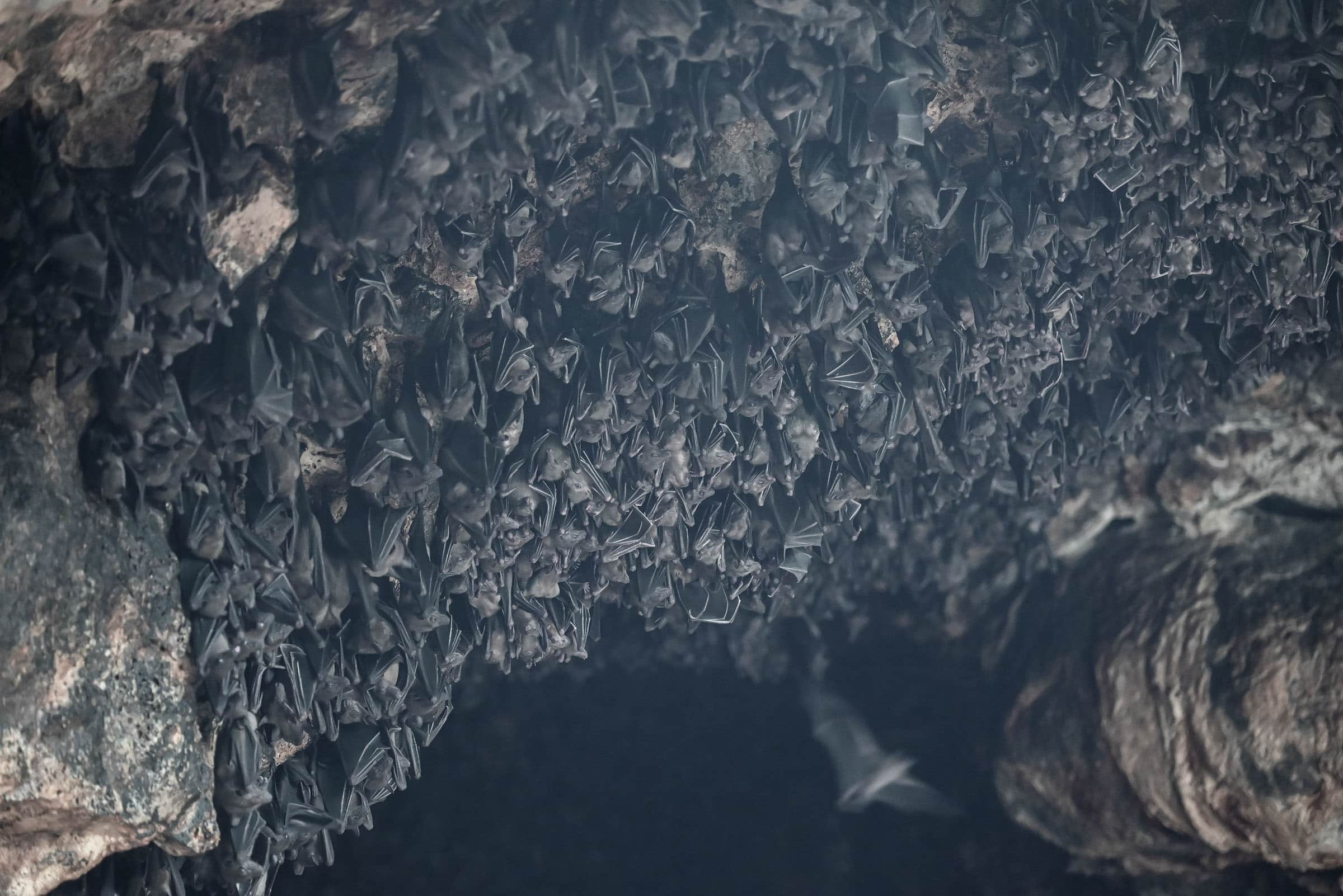 the bats of goa lawah