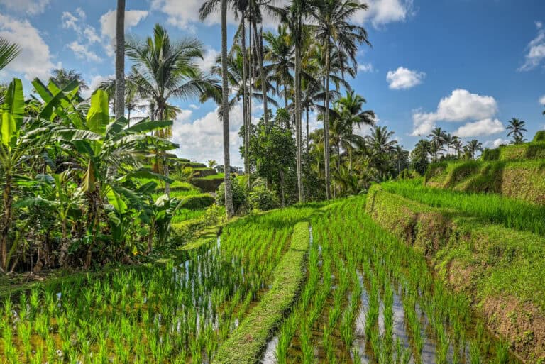 Jatiluwih Rice Terraces views