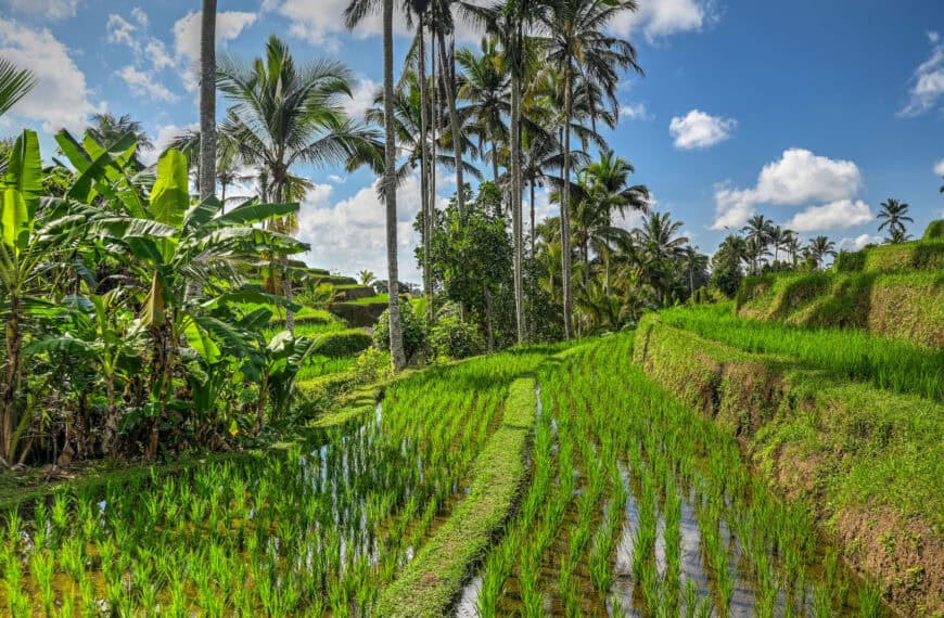 Bali’s Jatiluwih Rice Terraces – A Visiting and Hiking Guide