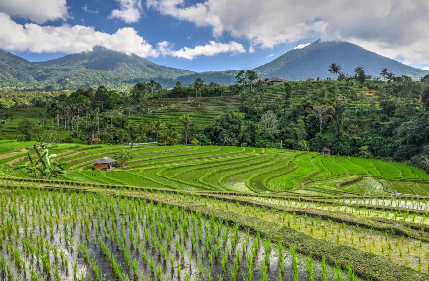 Jatiluwih or Tegalalang Rice Terrace – Which Should You Visit?