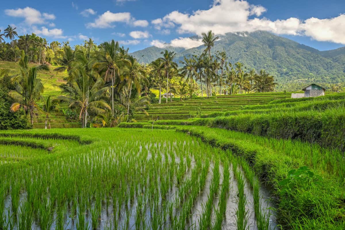 Jatiluwih Rice Terraces and palm trees