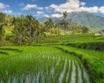 Jatiluwih Rice Terraces and palm trees