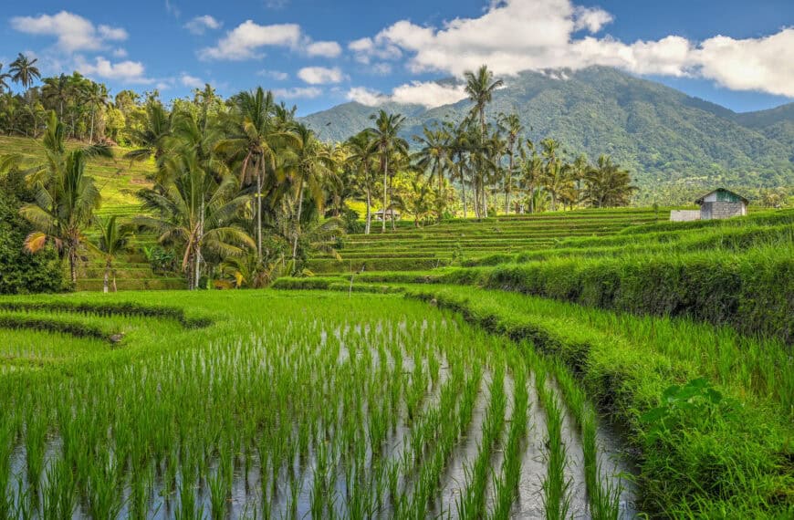 Jatiluwih Rice Terraces and palm trees