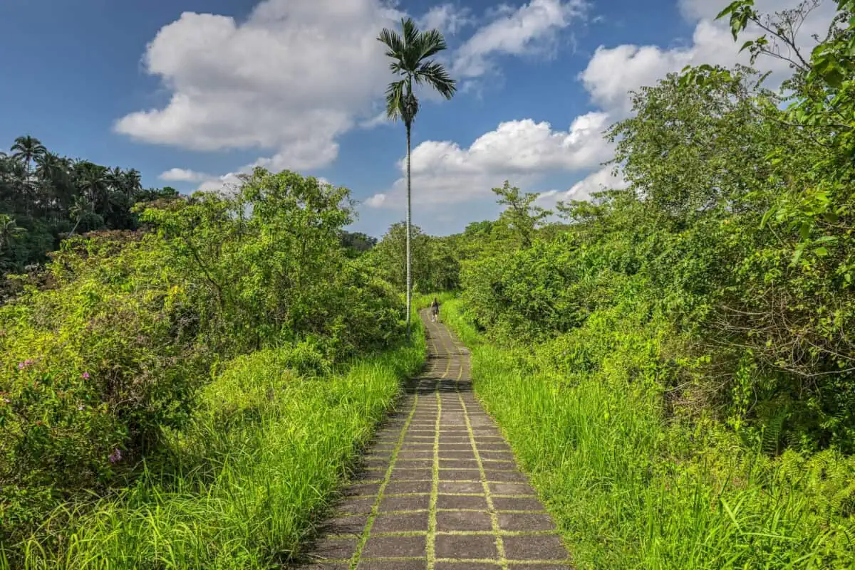 Campuhan Ridge Walk
