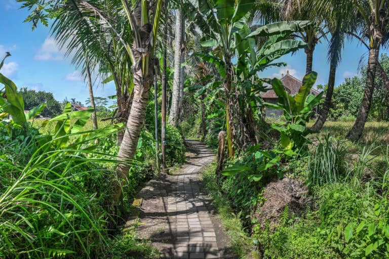 Sari Organic Rice Field trail