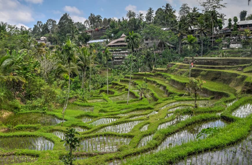 Bali’s Tegalalang Rice Terrace – A Visiting Guide